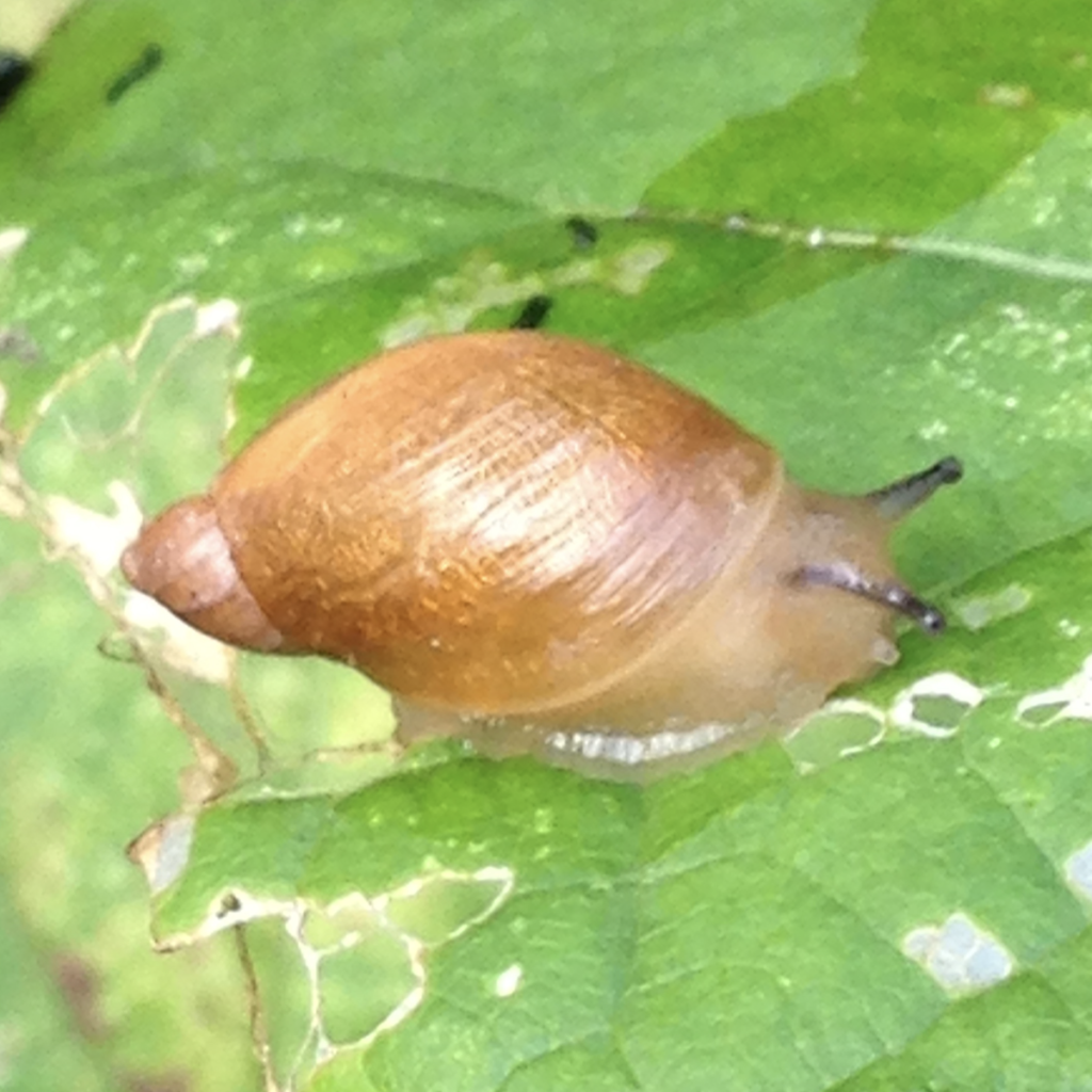 600x600 ambersnail
