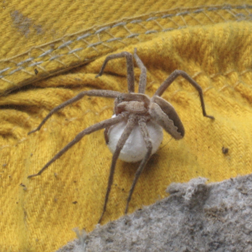 600x600 american nursery web spider