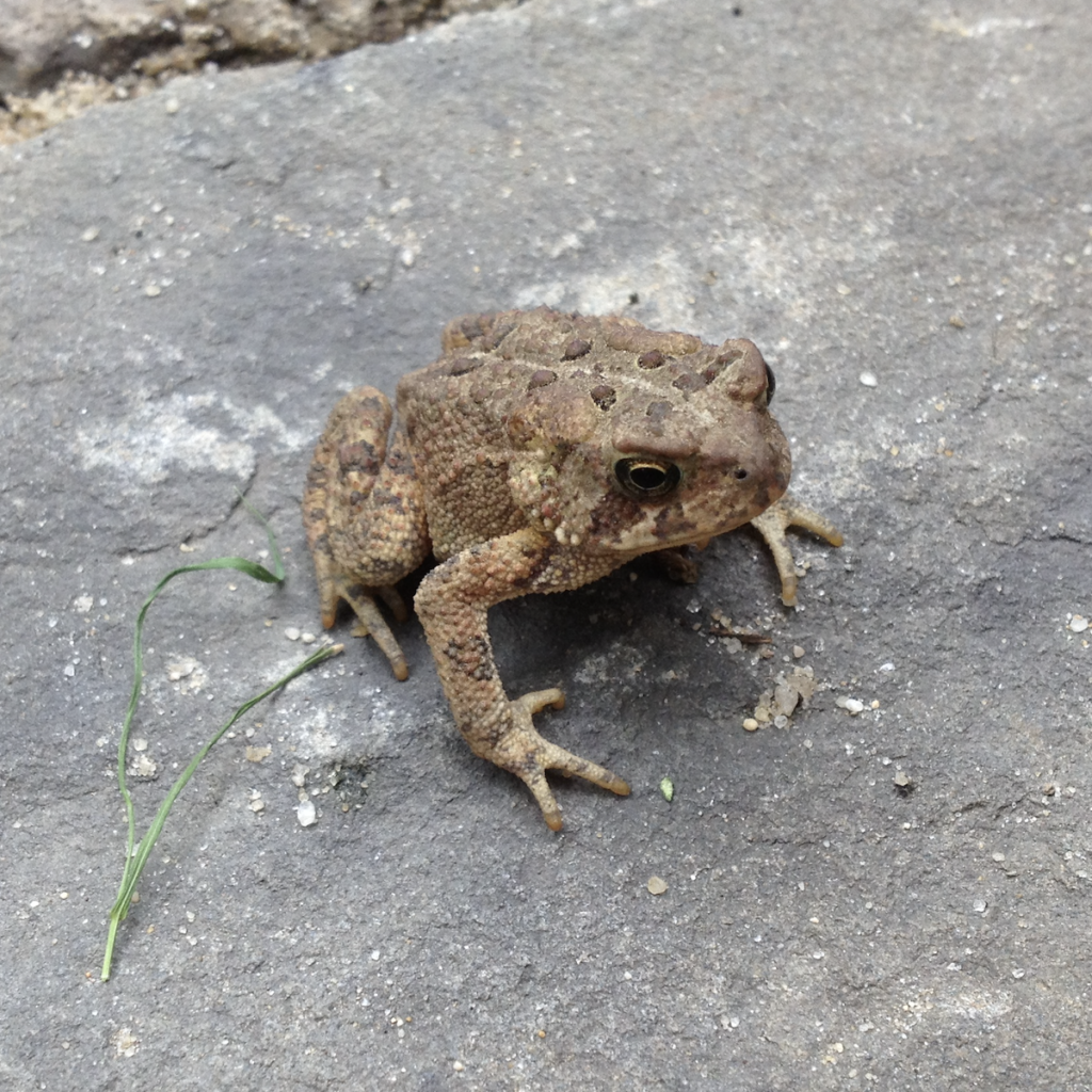600x600 american toad