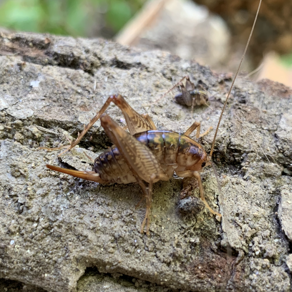 600x600 camel cricket