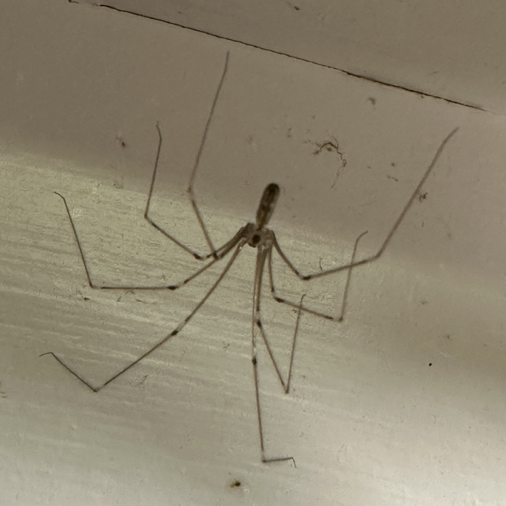 600x600 cellar spider