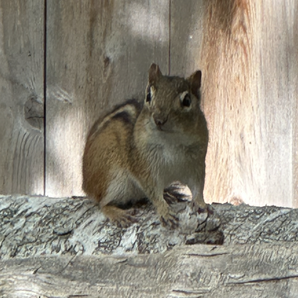 600x600 chipmunk