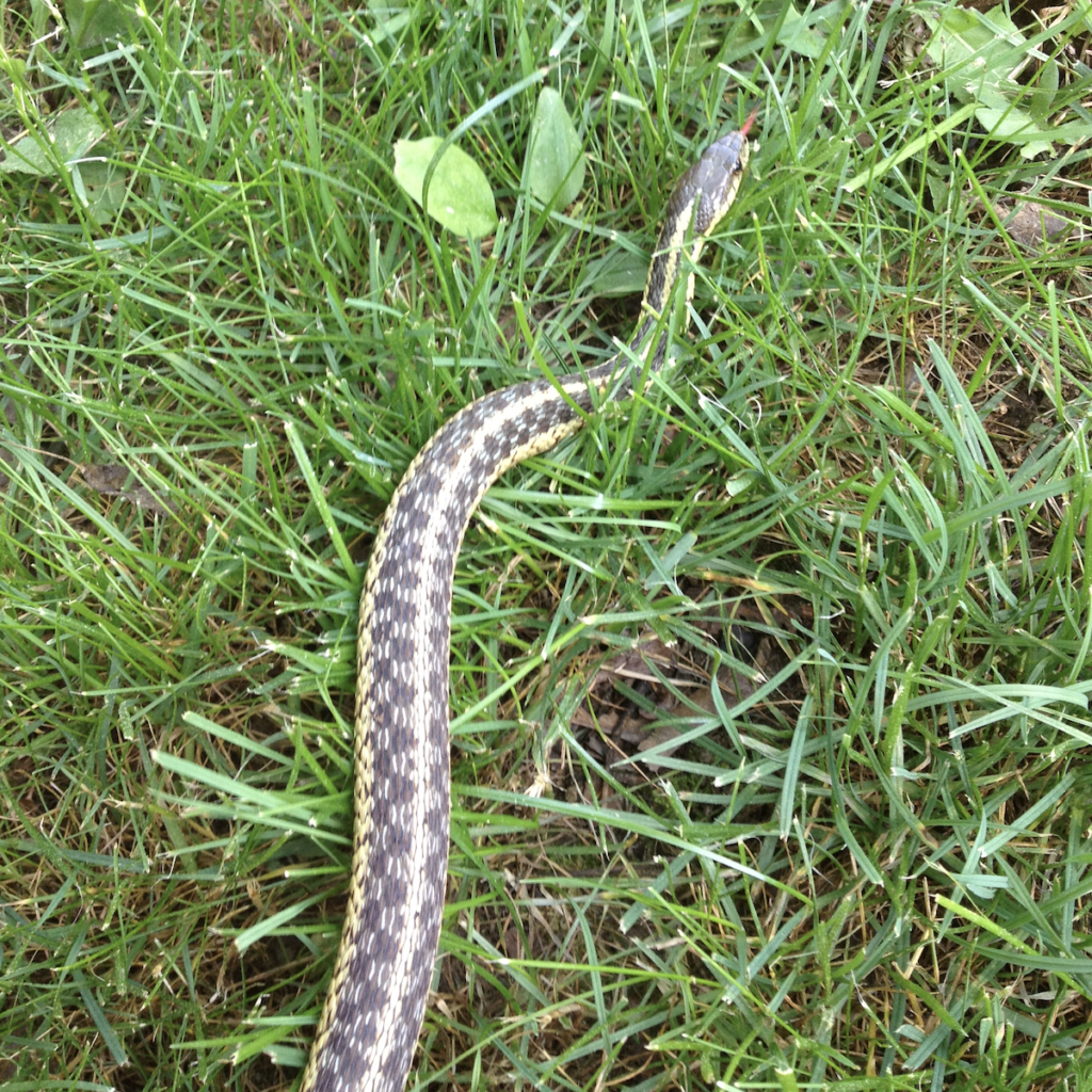 600x600 garter snake