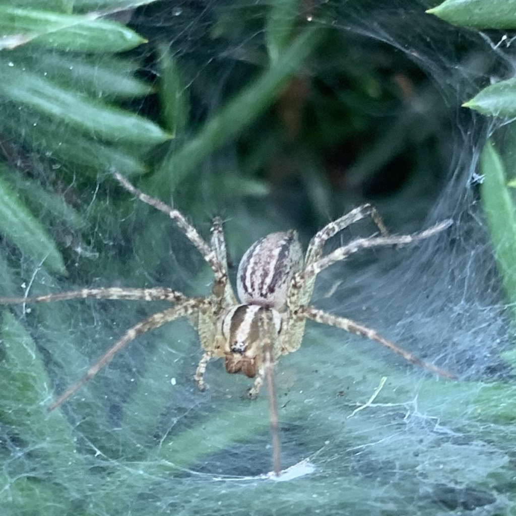 600x600 grass spider
