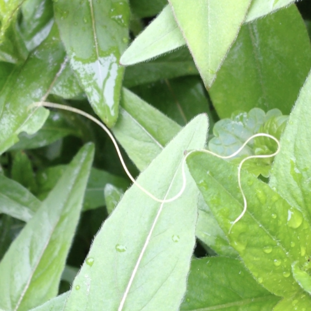 600x600 horsehair worm