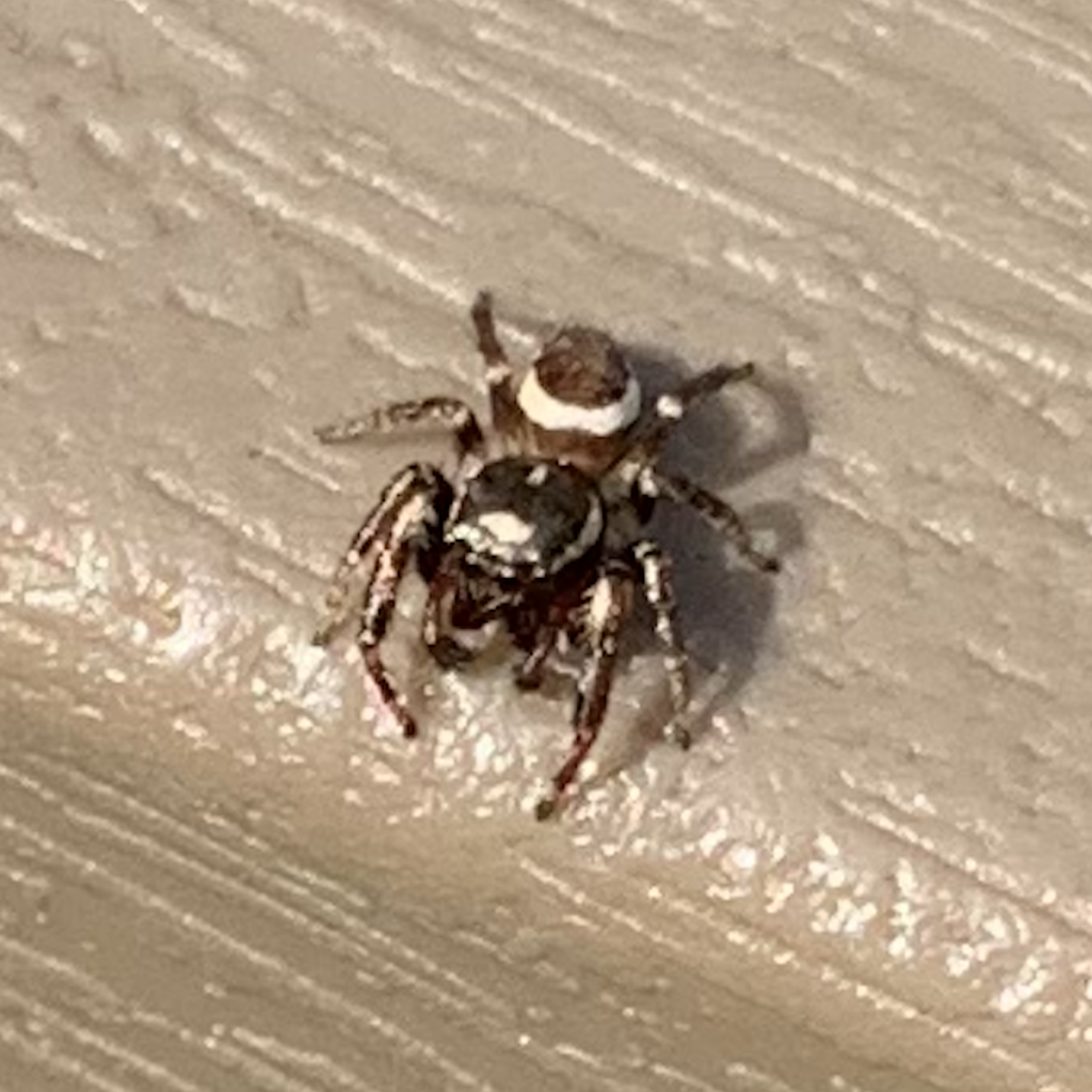 600x600 twin flagged jumping spider