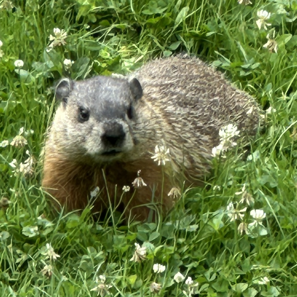 600x600 woodchuck