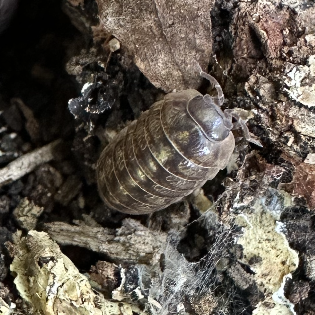 600x600 woodlouse