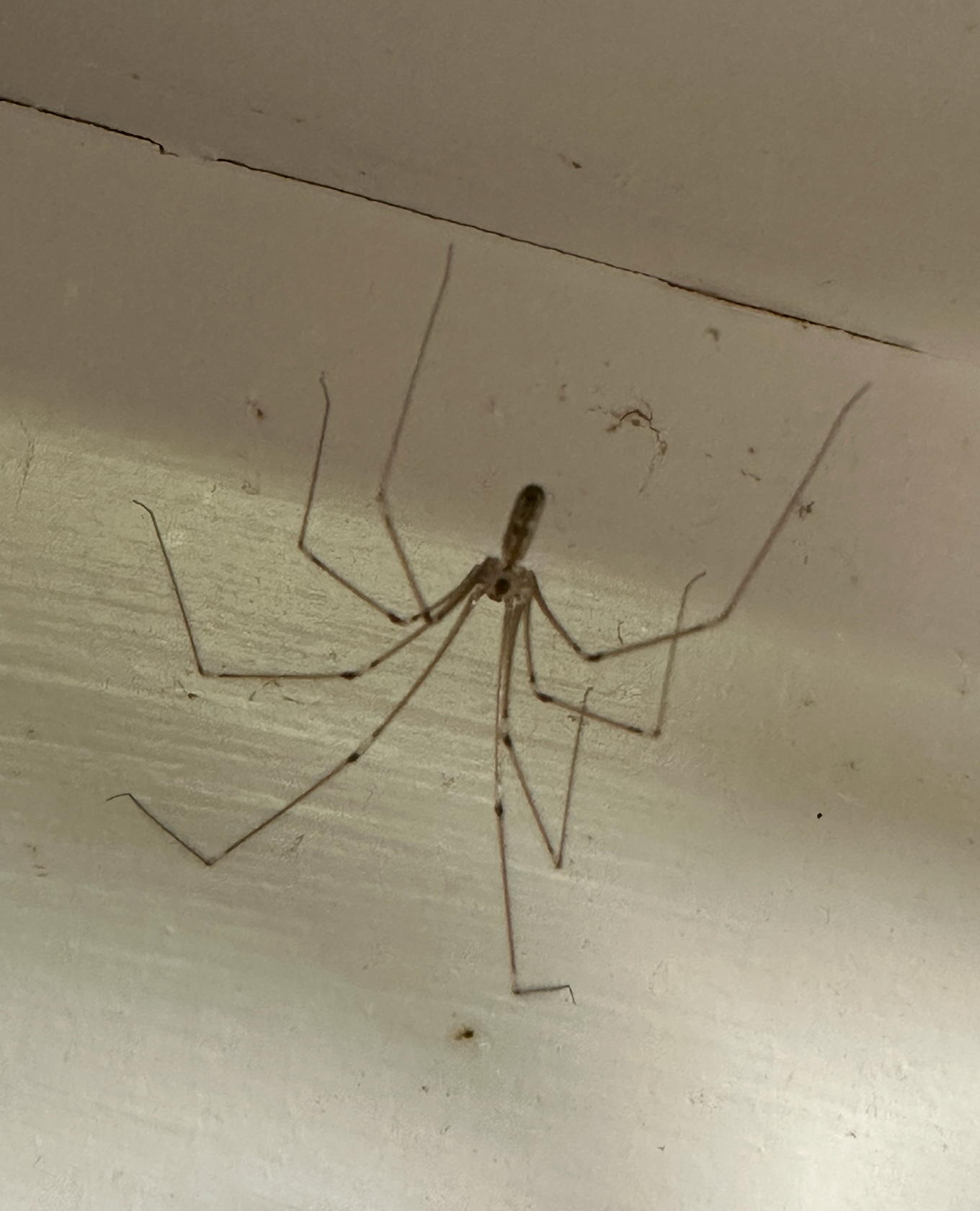 680 840 cellar spider