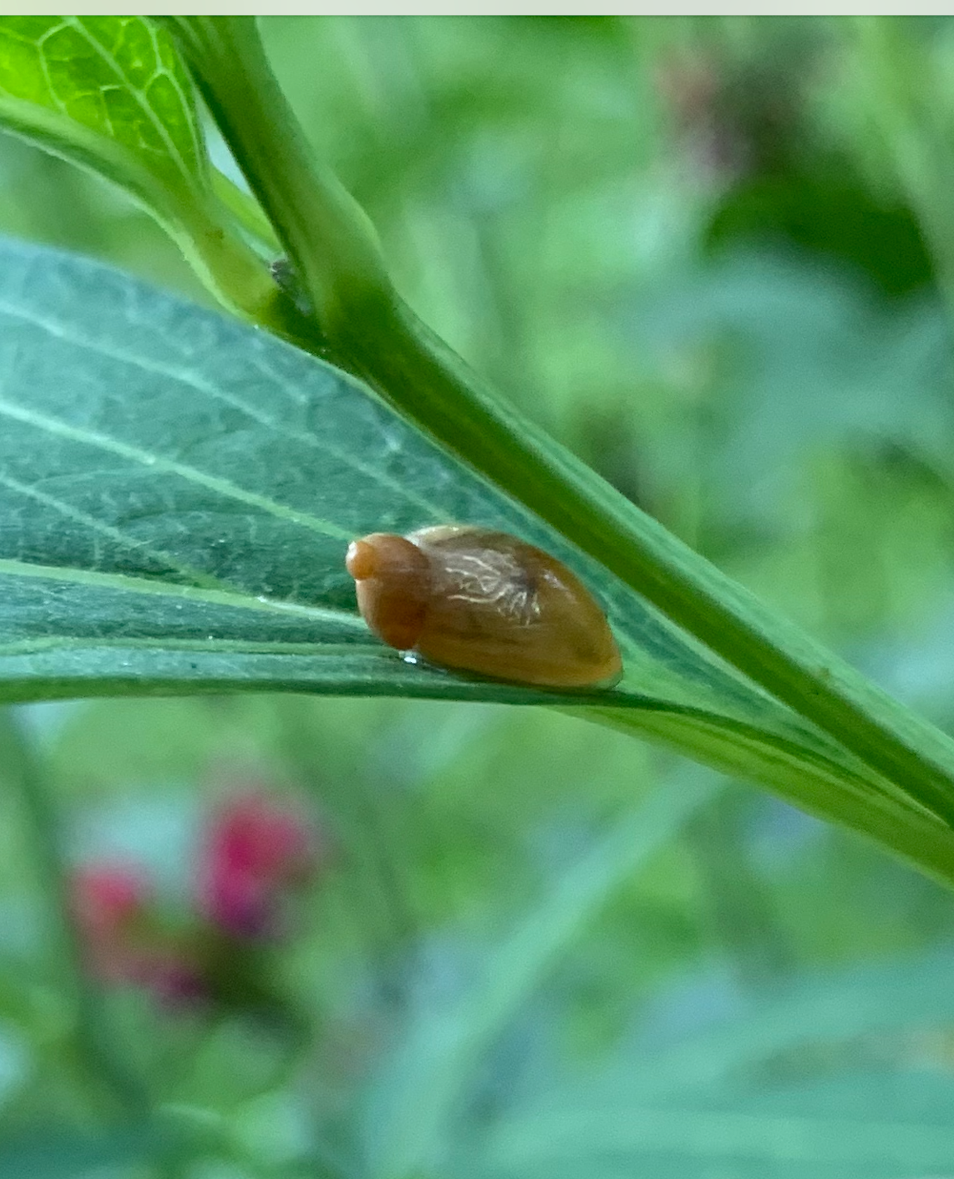 680x840 ambersnail