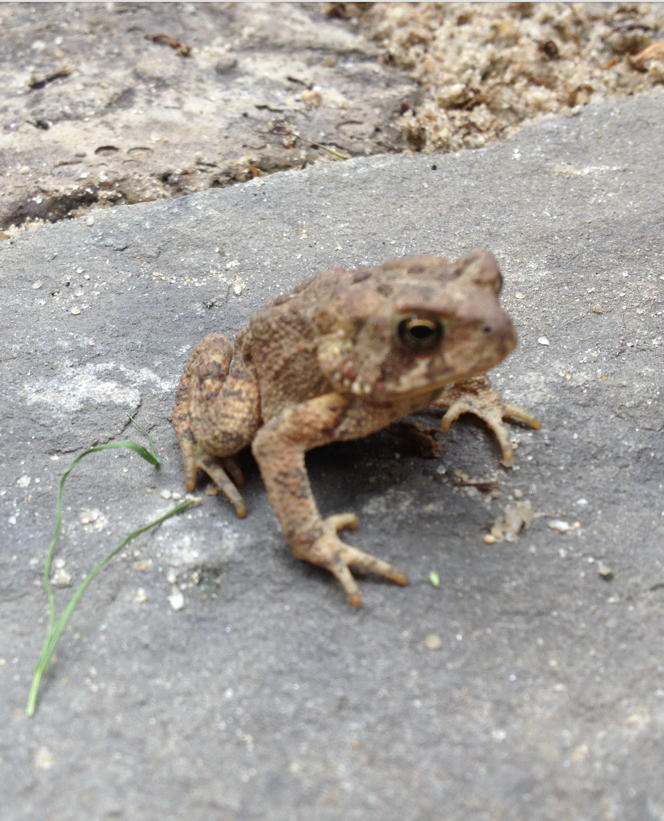 680x840 american toad2