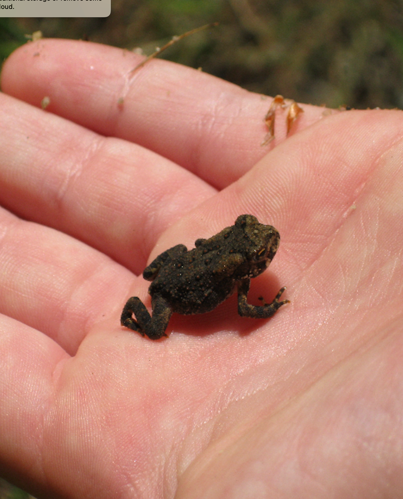 680x840 american toad3