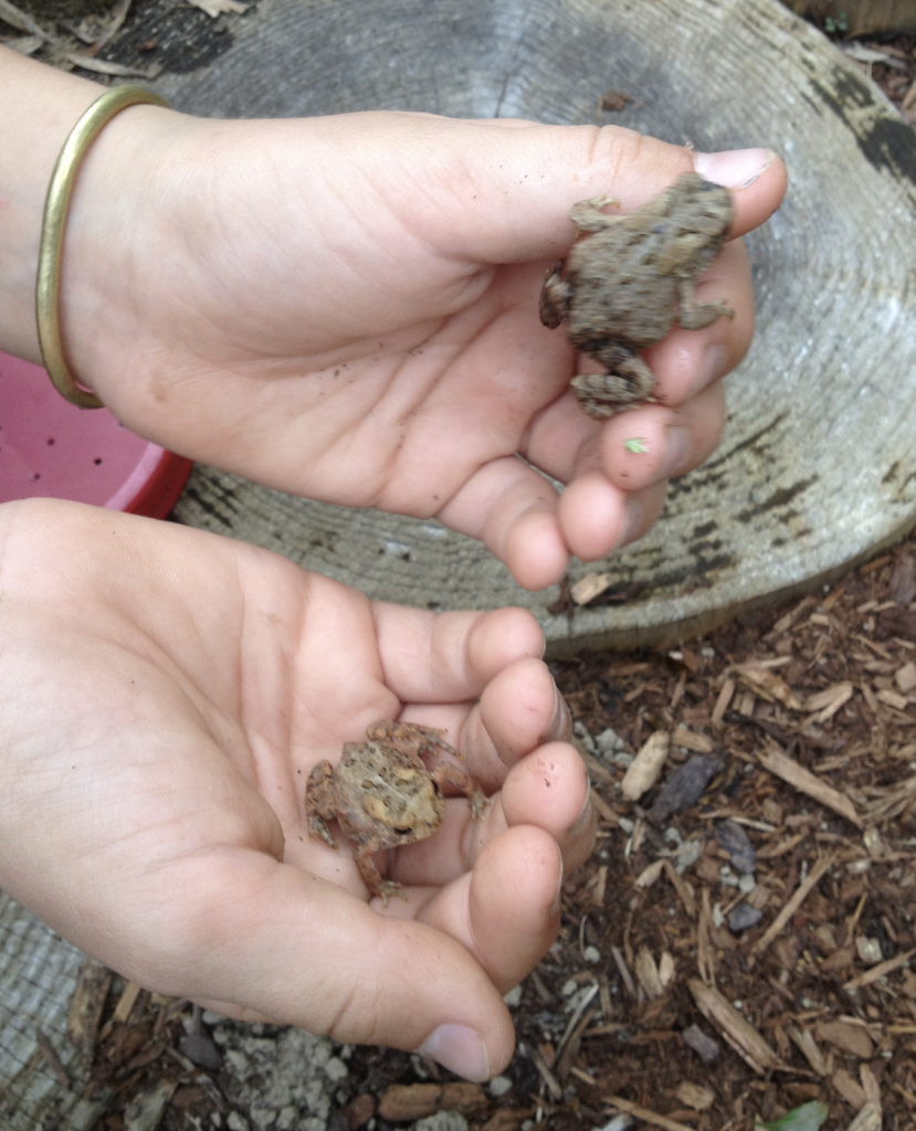 680x840 american toad4