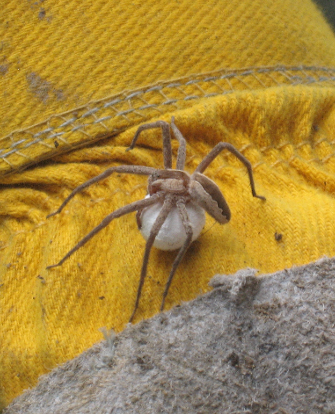 680x840 americannuersery web spider