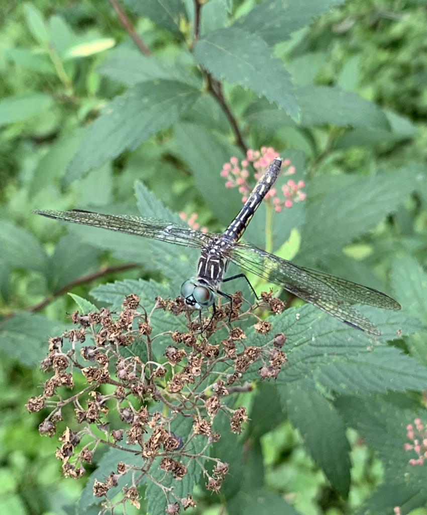 680x840 blue dasher
