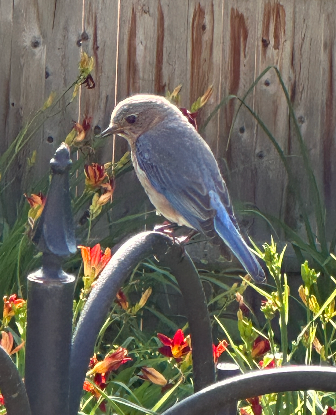 680x840 bluebird8