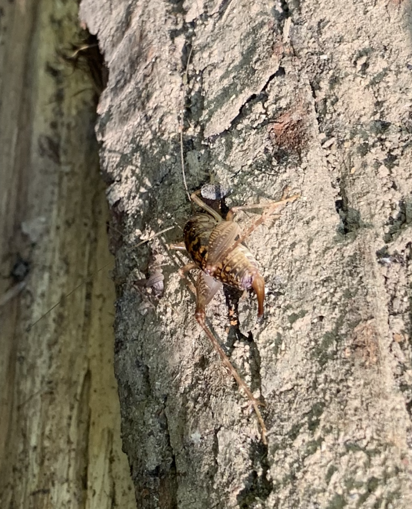 680x840 camel cricket