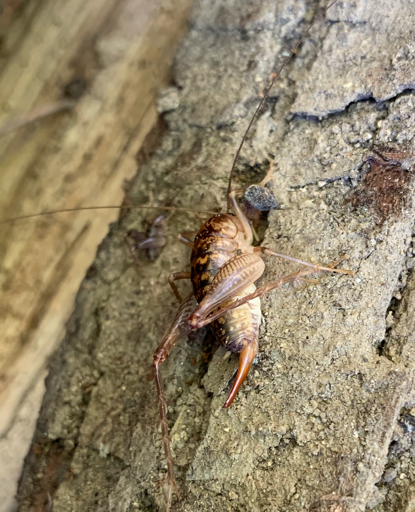 680x840 camel cricket2