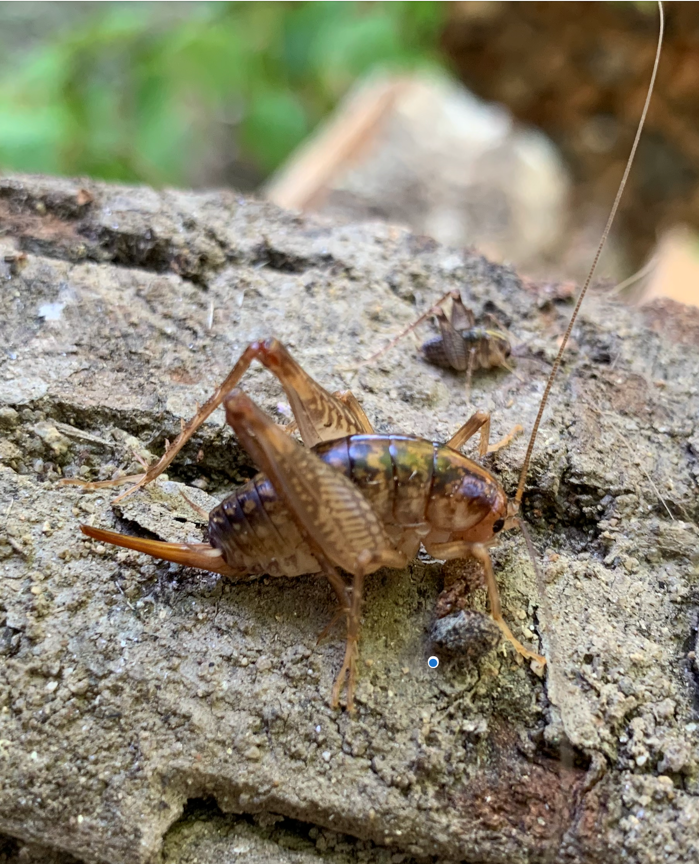 680x840 camel cricket3