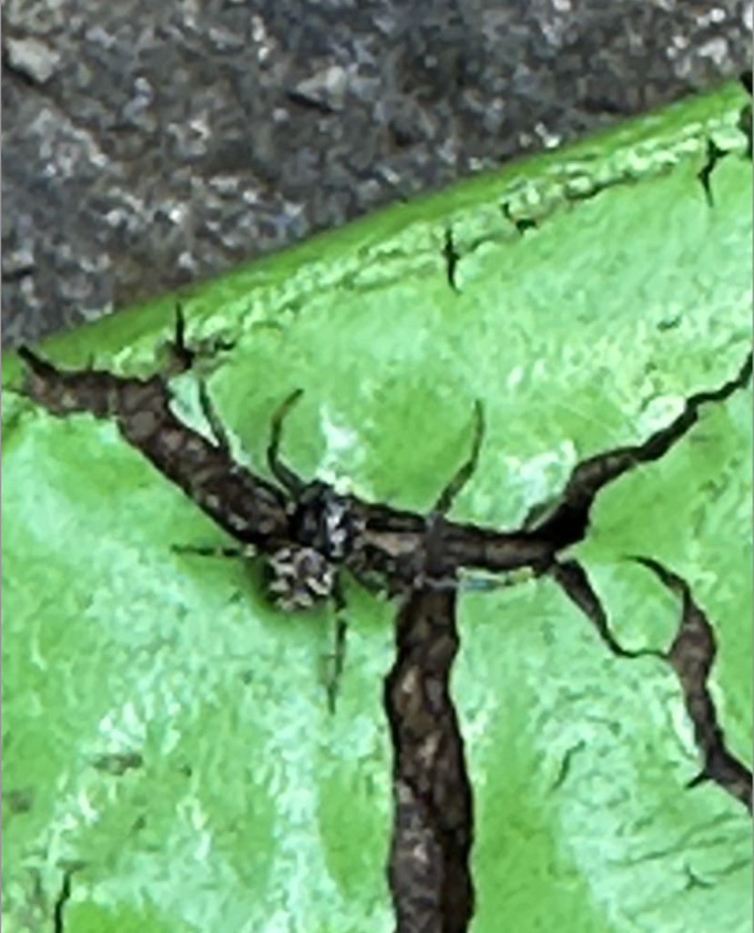 680x840 crab spider, black