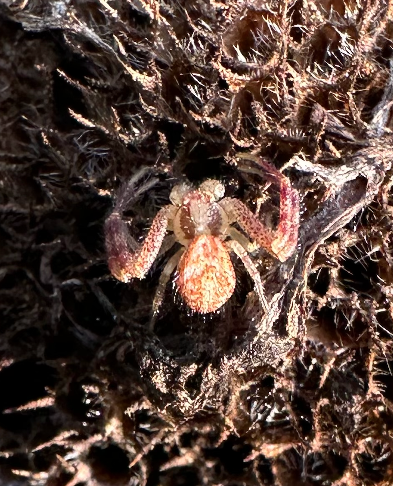 680x840 crab spider, brown