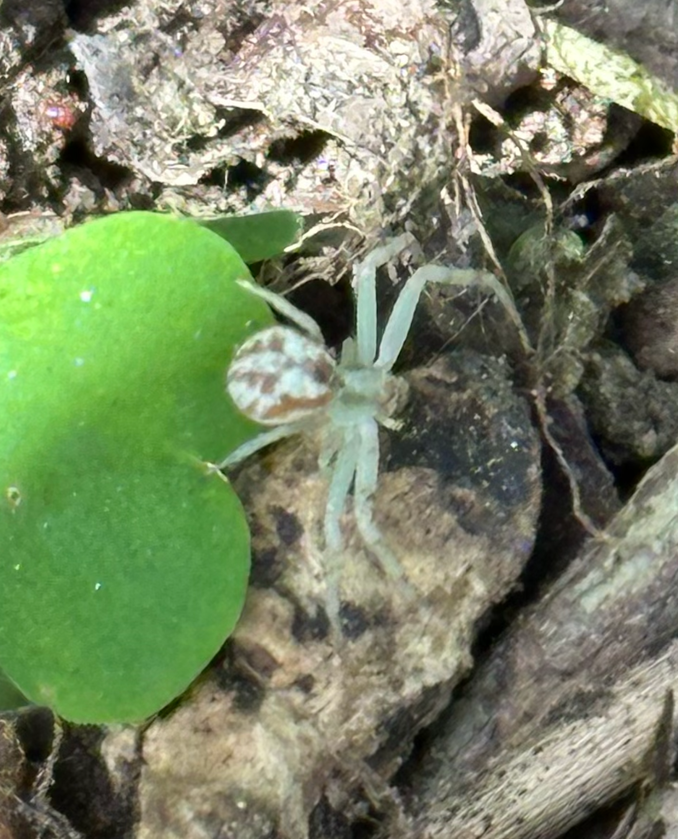 680x840 crab spider, white2