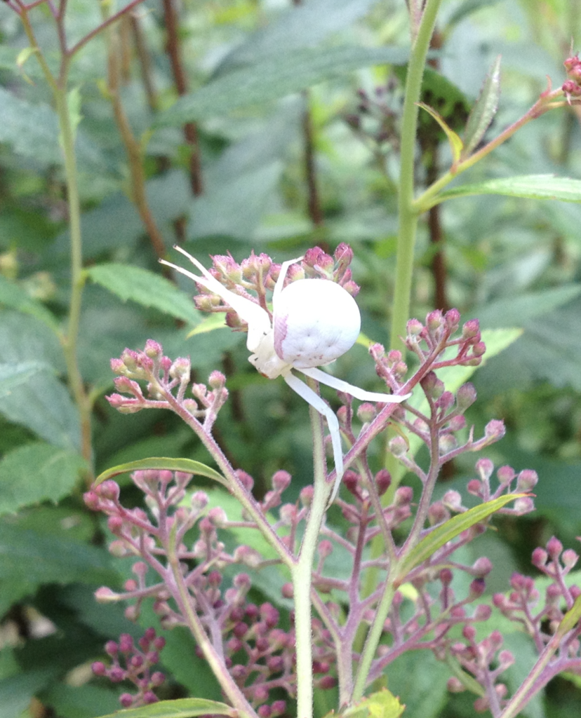 680x840 crab spider, white3