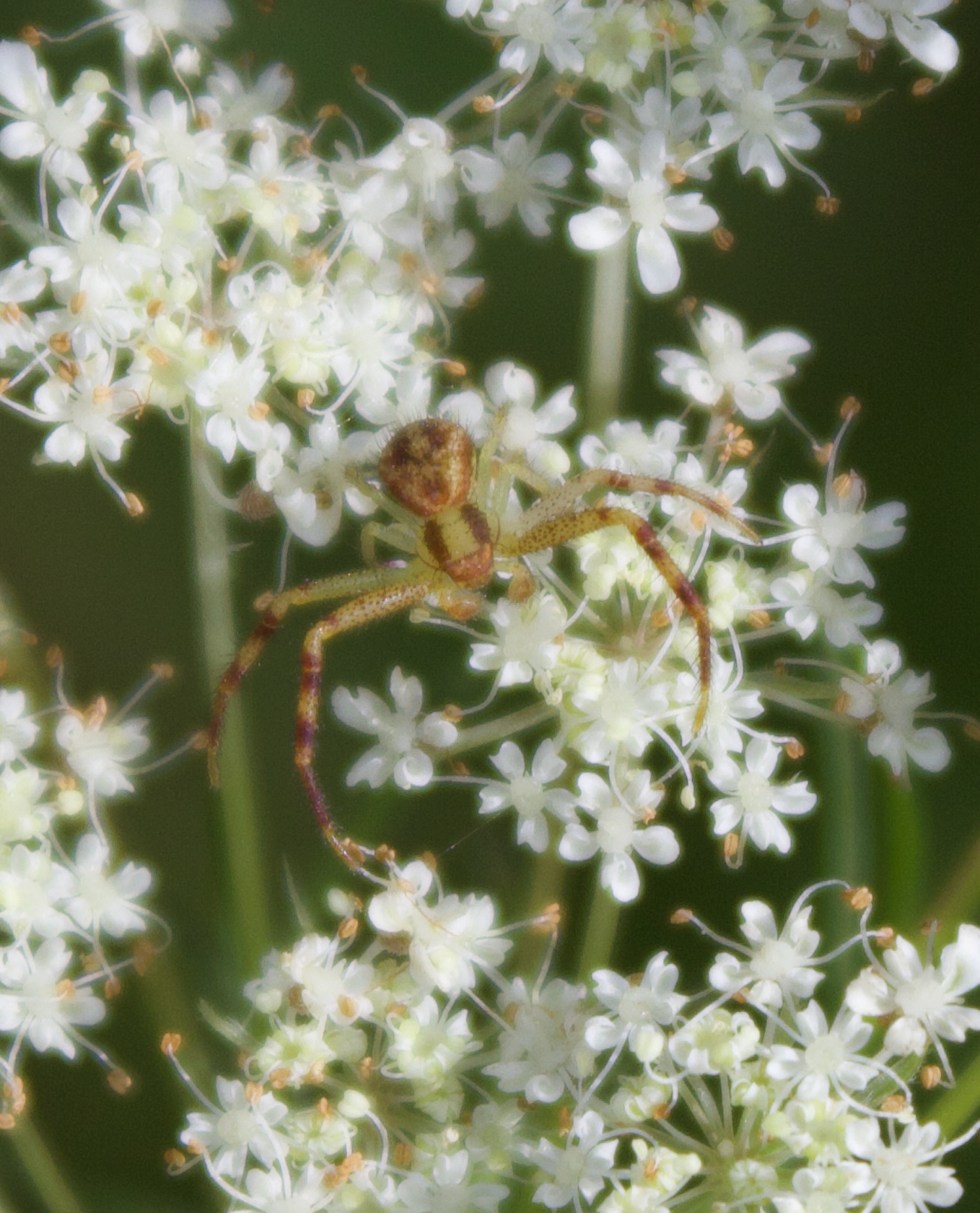 680x840 crab spider