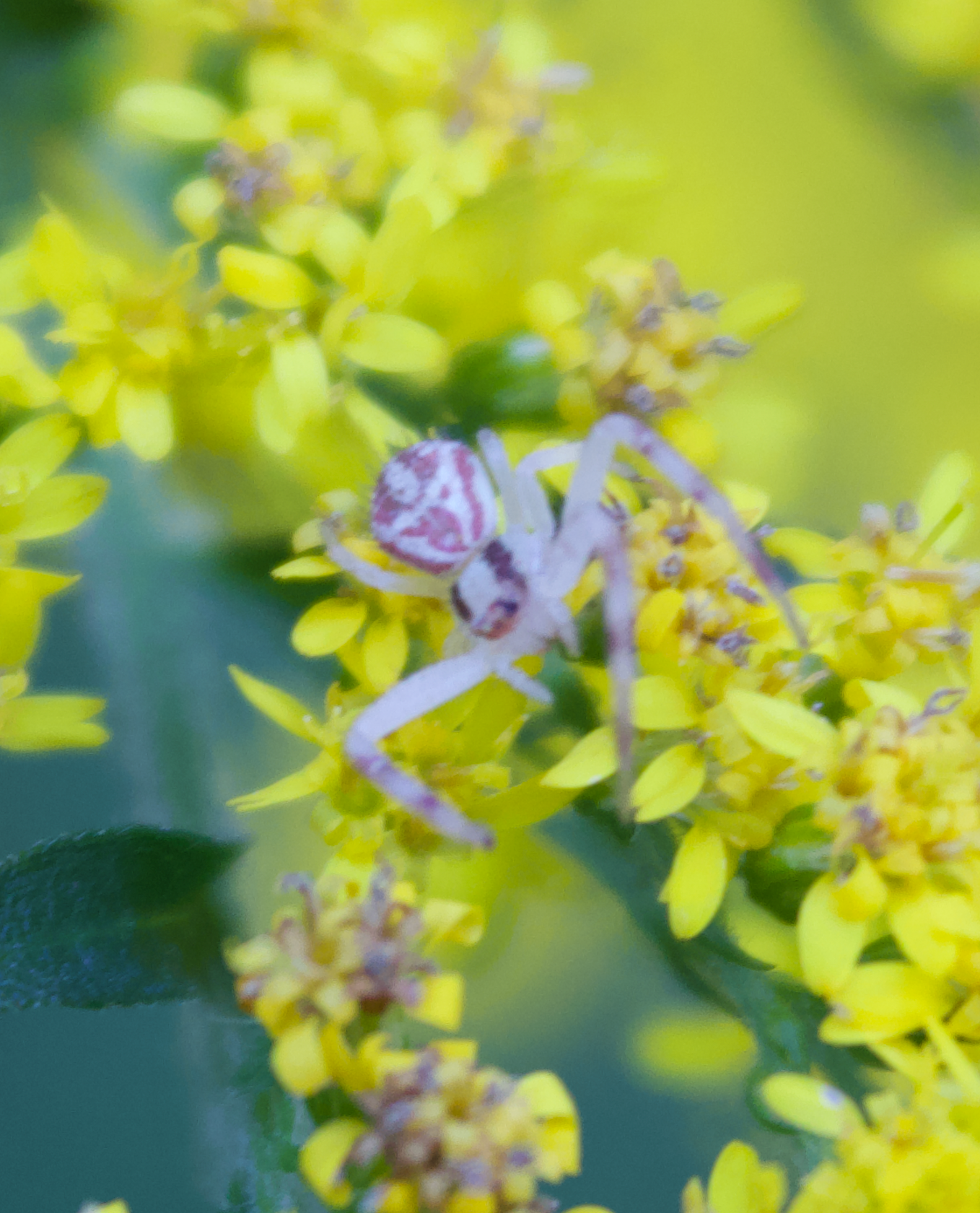 680x840 crab spider2