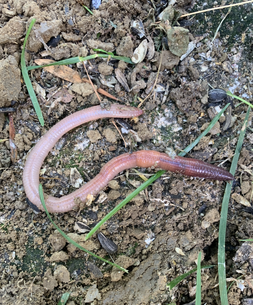 680x840 earthworm