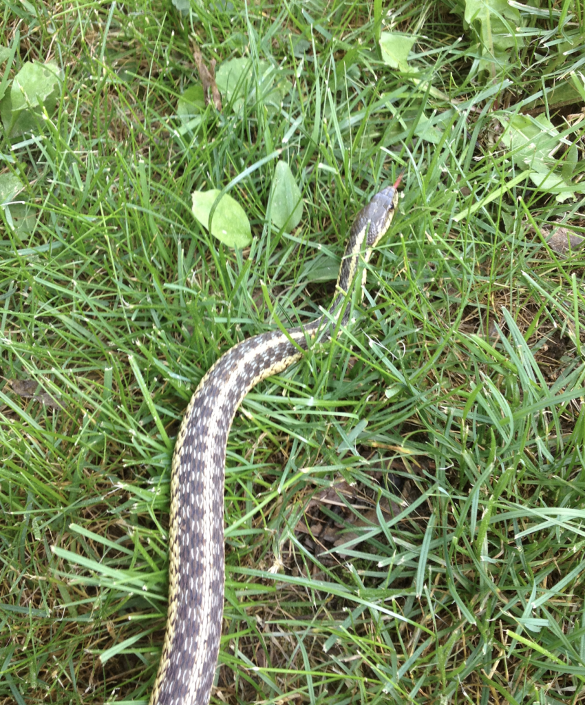 680x840 garter snake