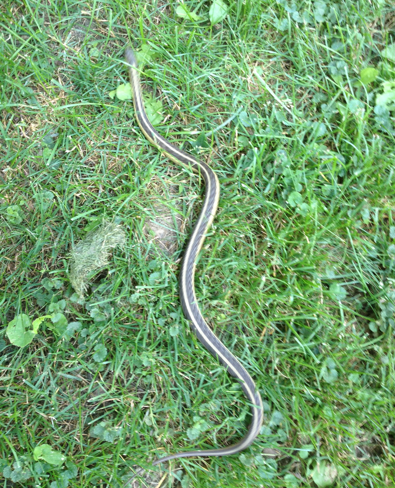 680x840 garter snake2