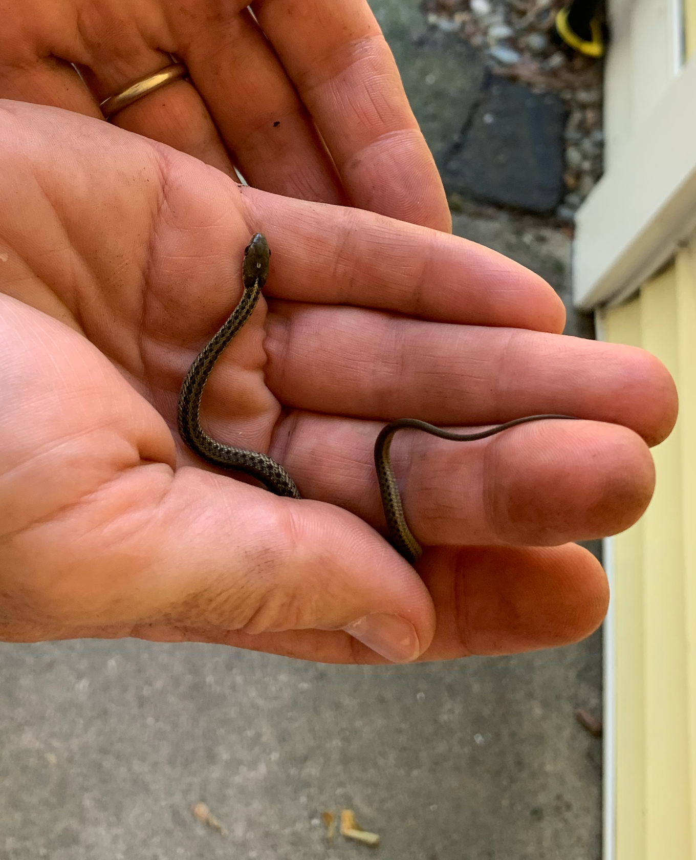 680x840 garter snake3