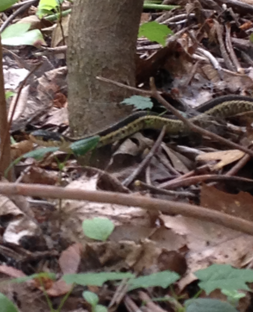 680x840 garter snake4