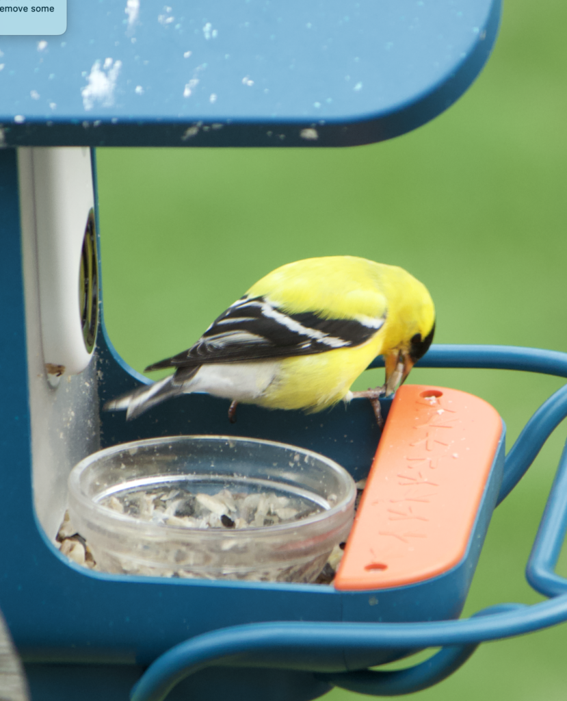 680x840 goldfinch, 4.16.26