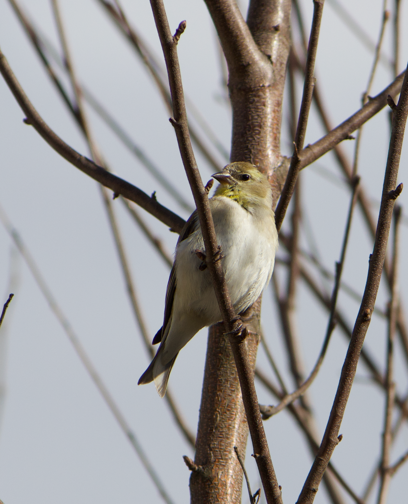 680x840 goldfinch1, 3.29.26