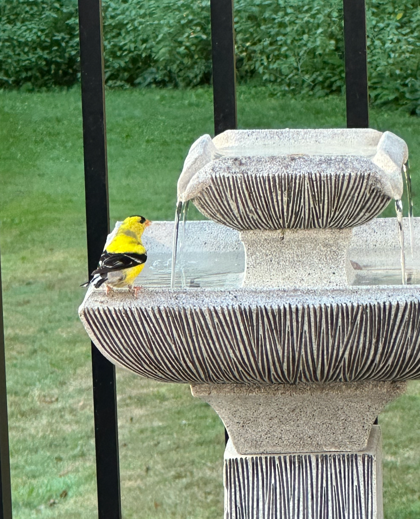 680x840 goldfinch1