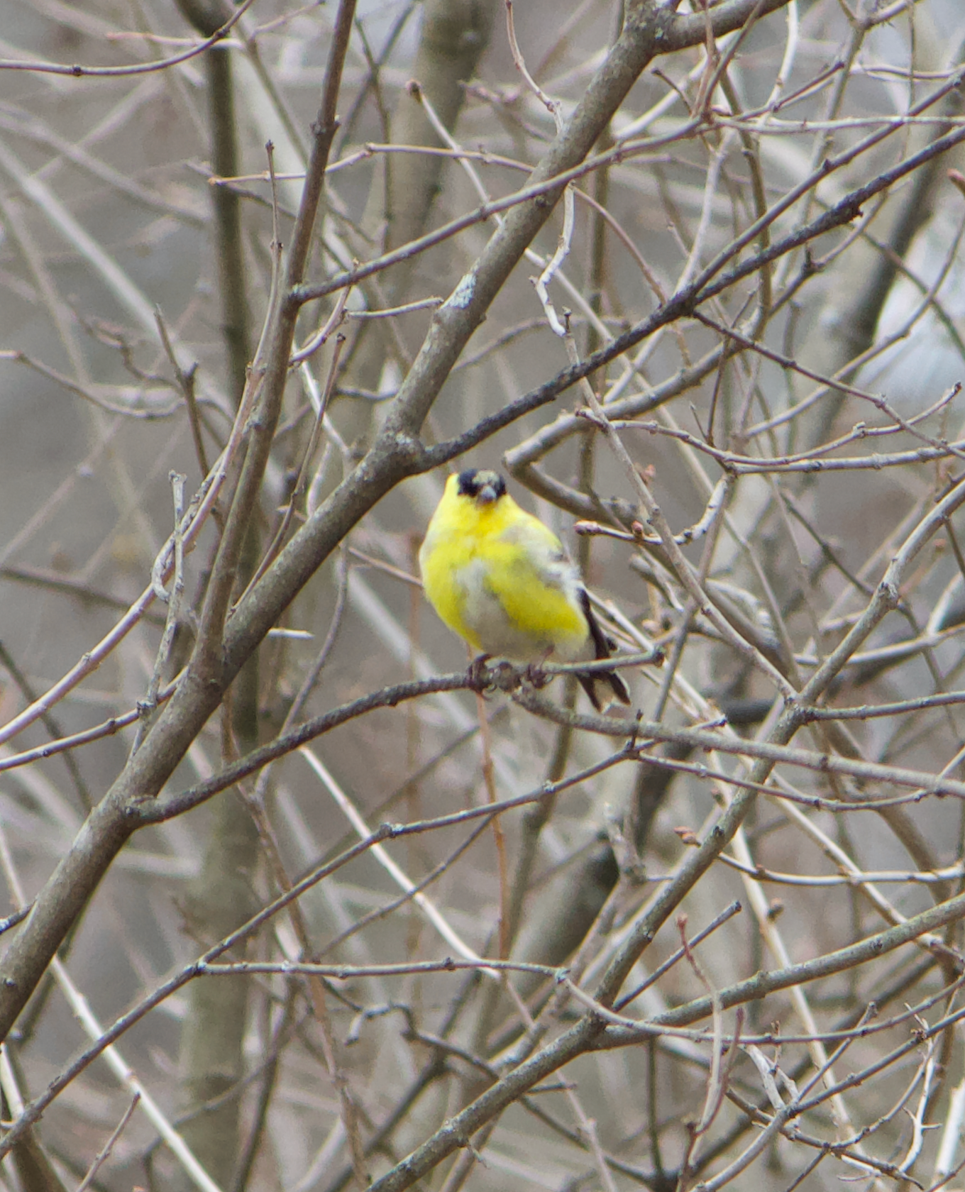 680x840 goldfinch2, 3.26.26