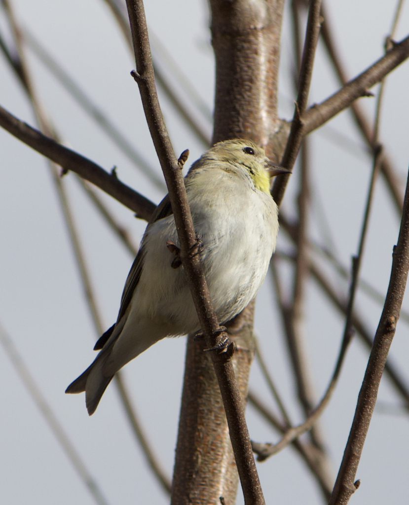 680x840 goldfinch2, 3.29.26