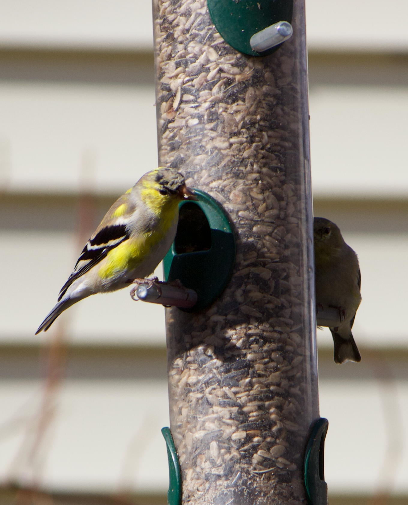 680x840 goldfinch3, 3.29.26