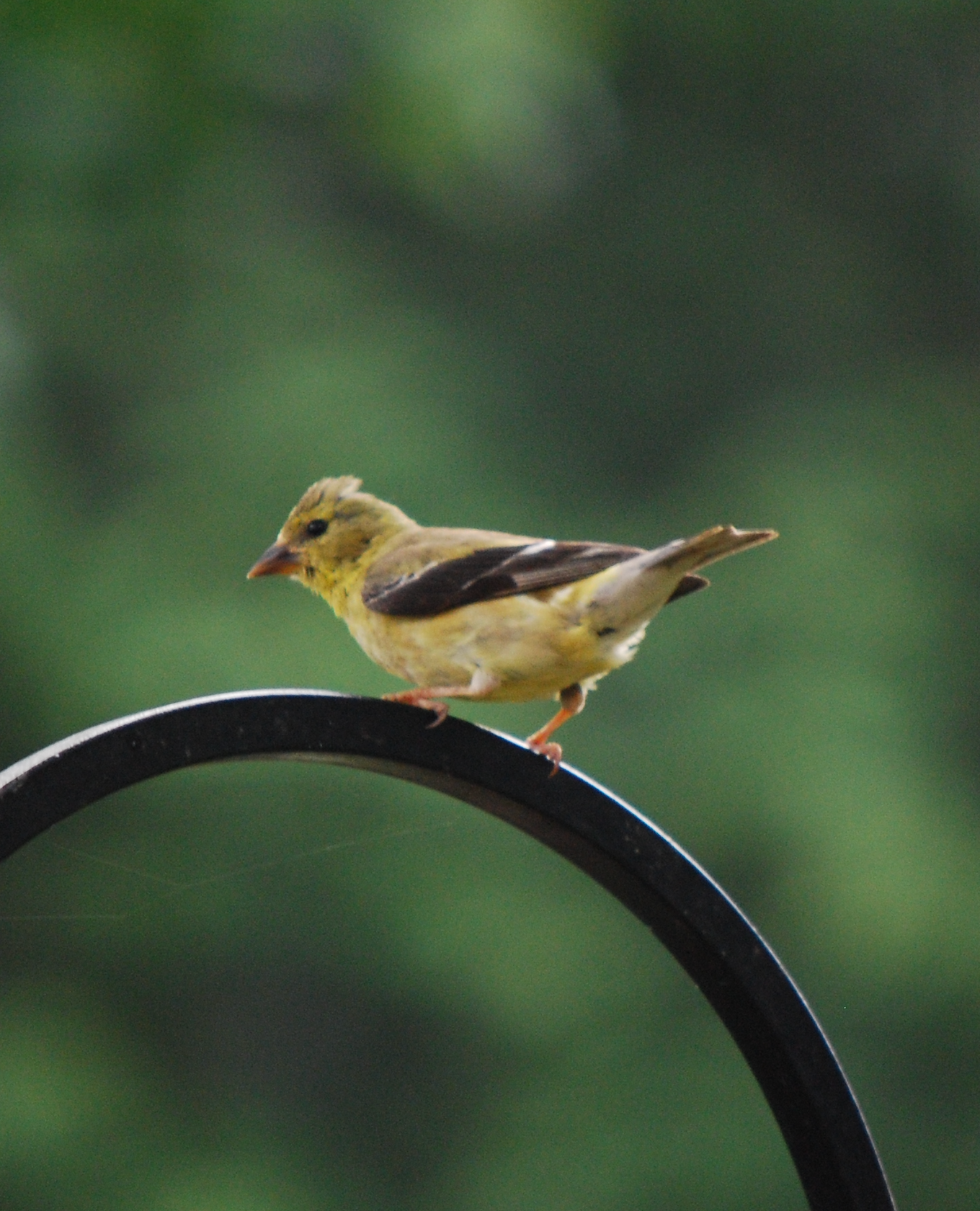 680x840 goldfinch3