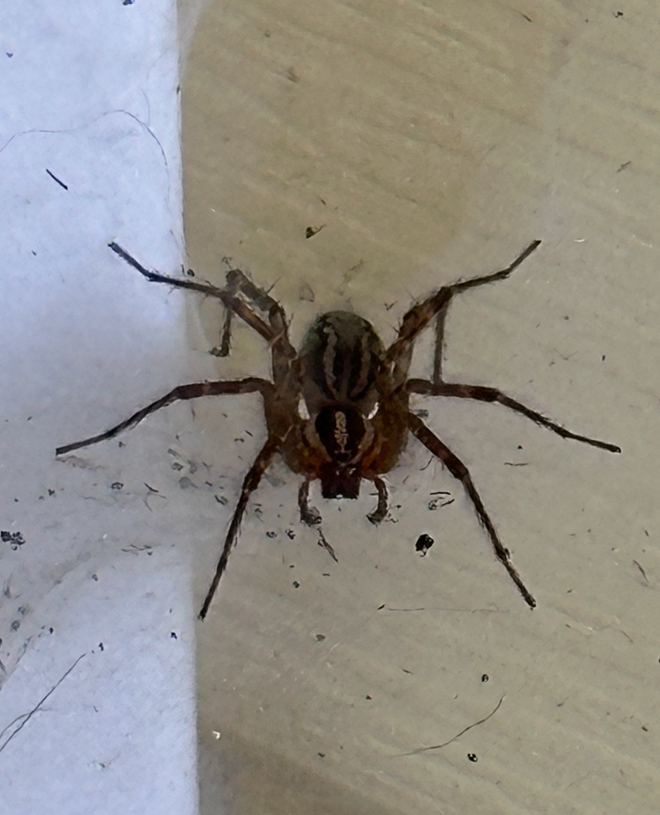 680x840 grass spider2