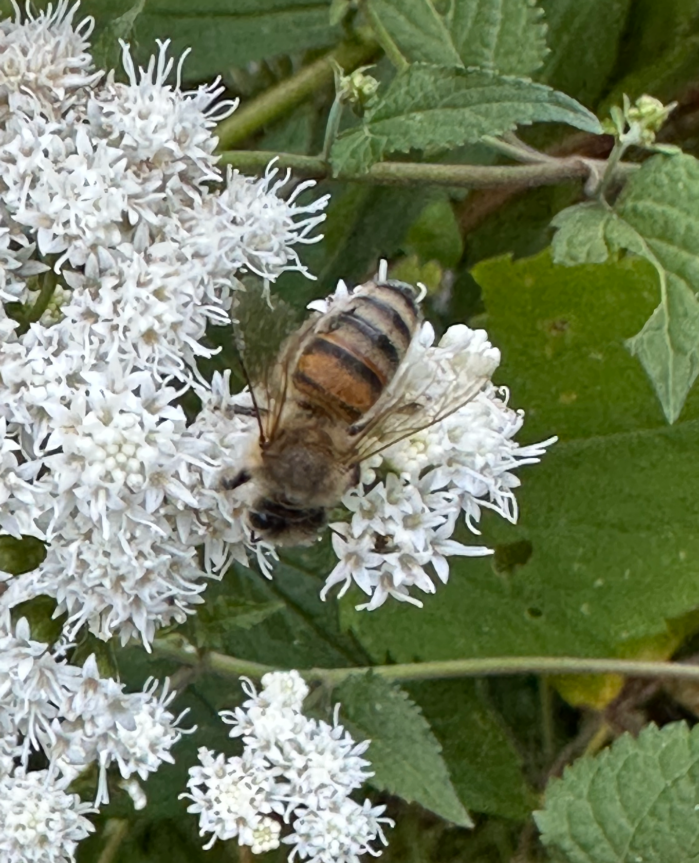 680x840 honey bee2