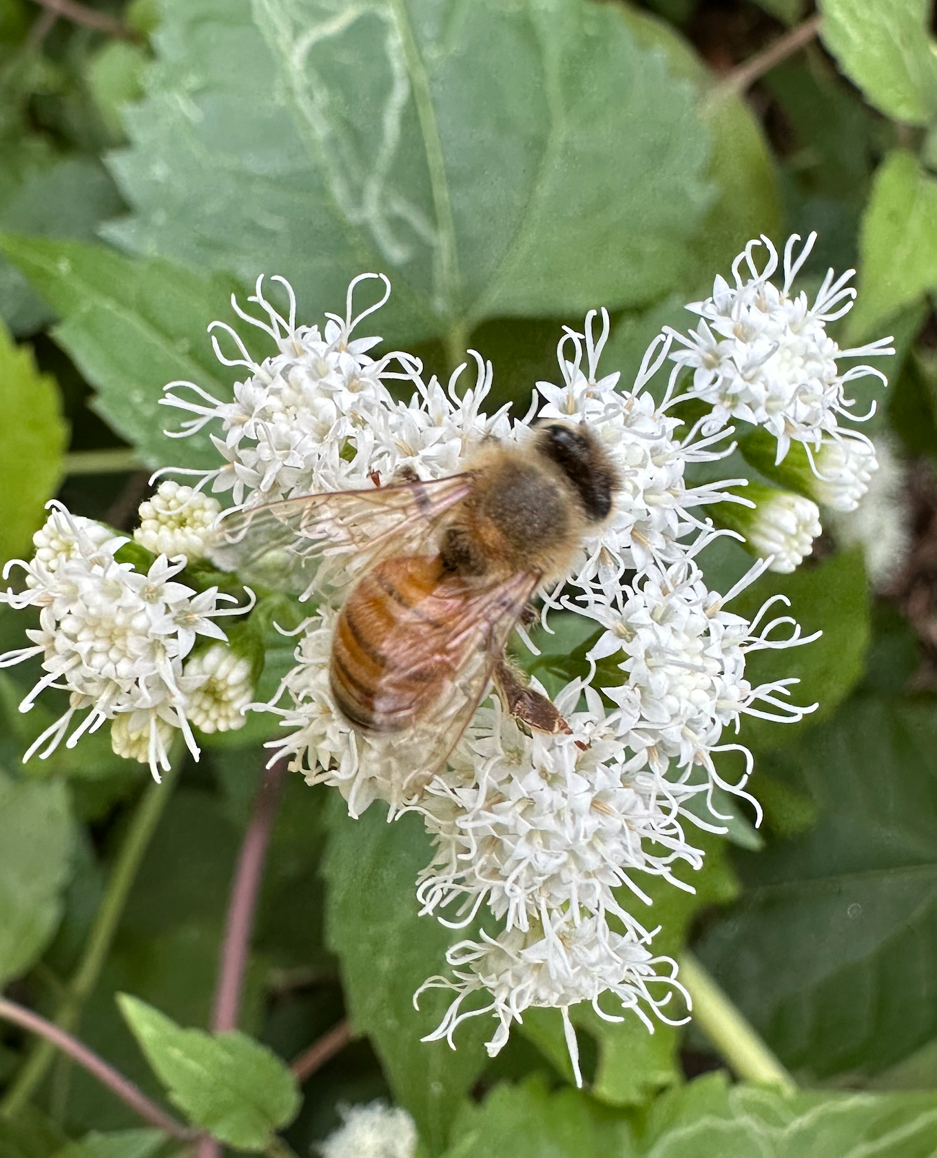 680x840 honey bee3
