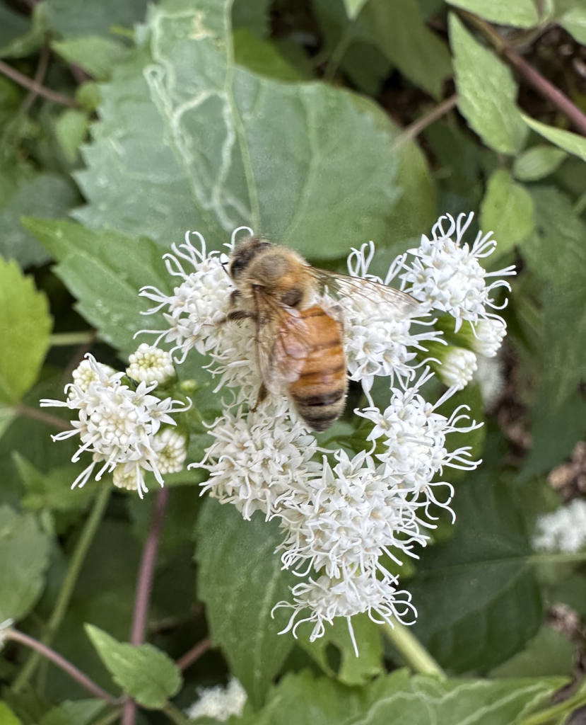 680x840 honey bee4