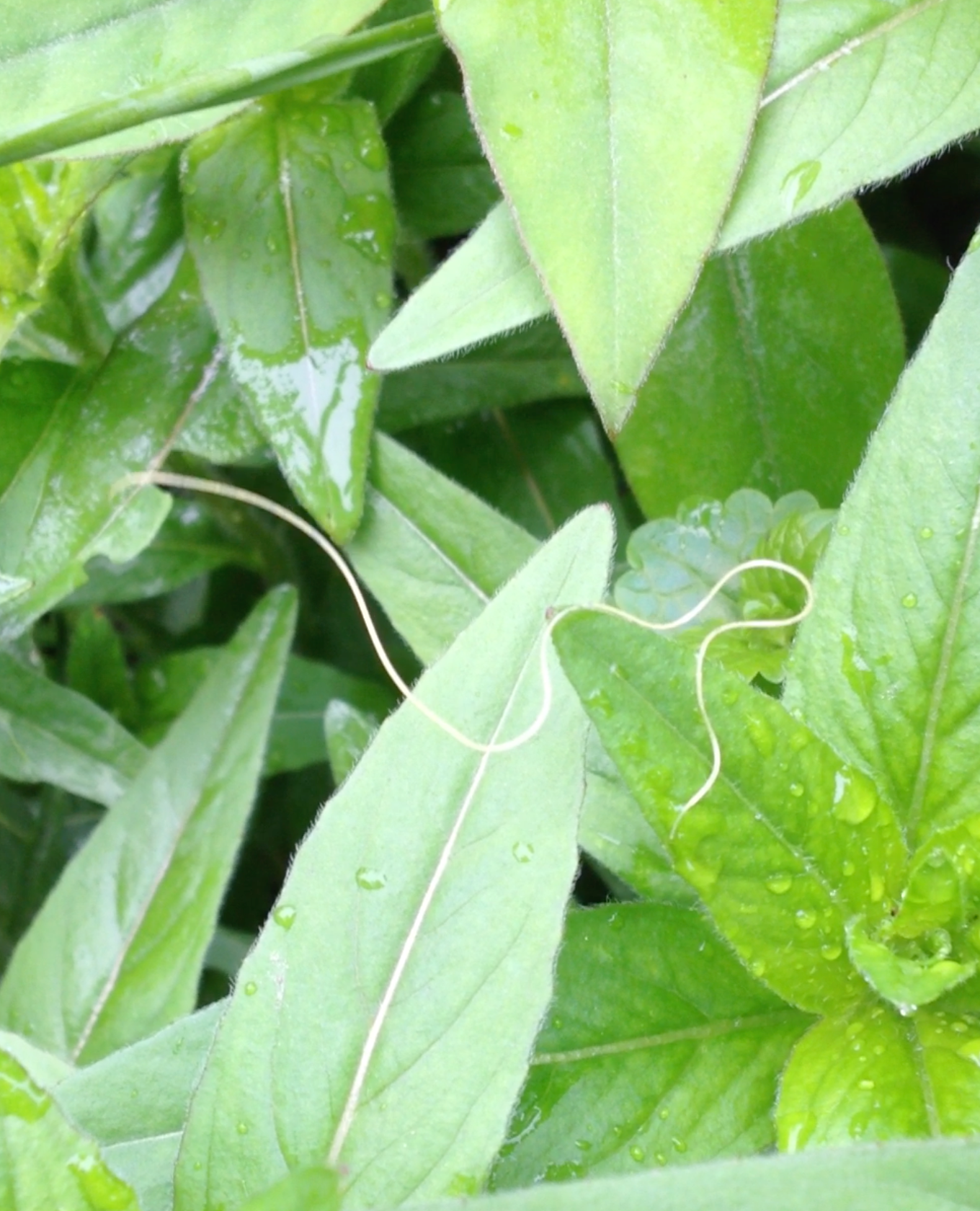 680x840 horsehair worm