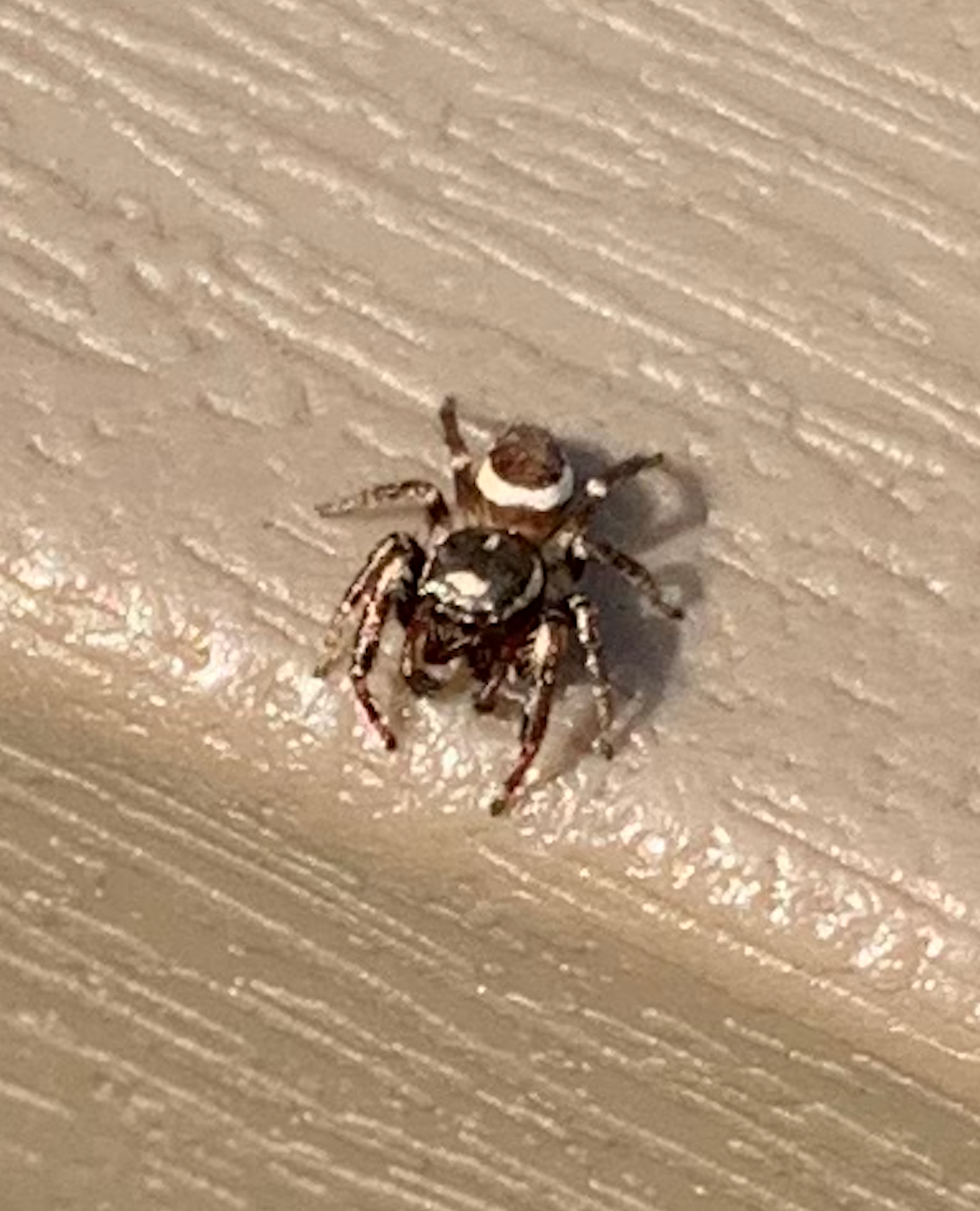 680x840 twin flgged jumping spider