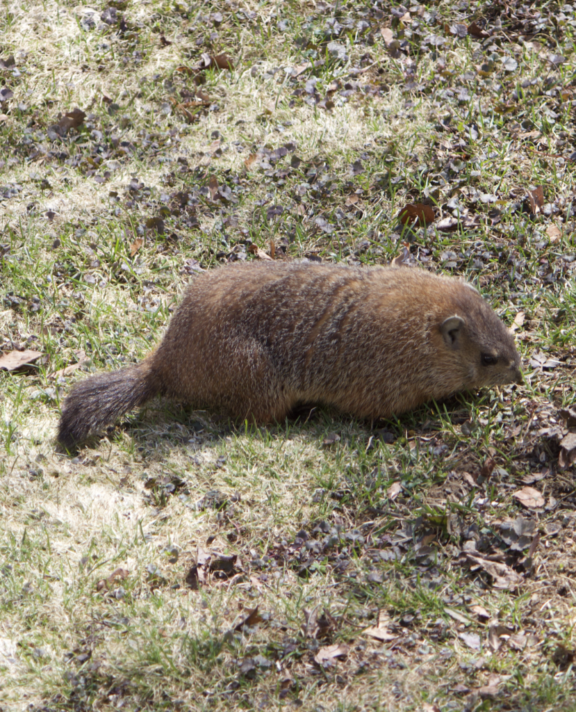 680x840 woodchuck, 3.29.26
