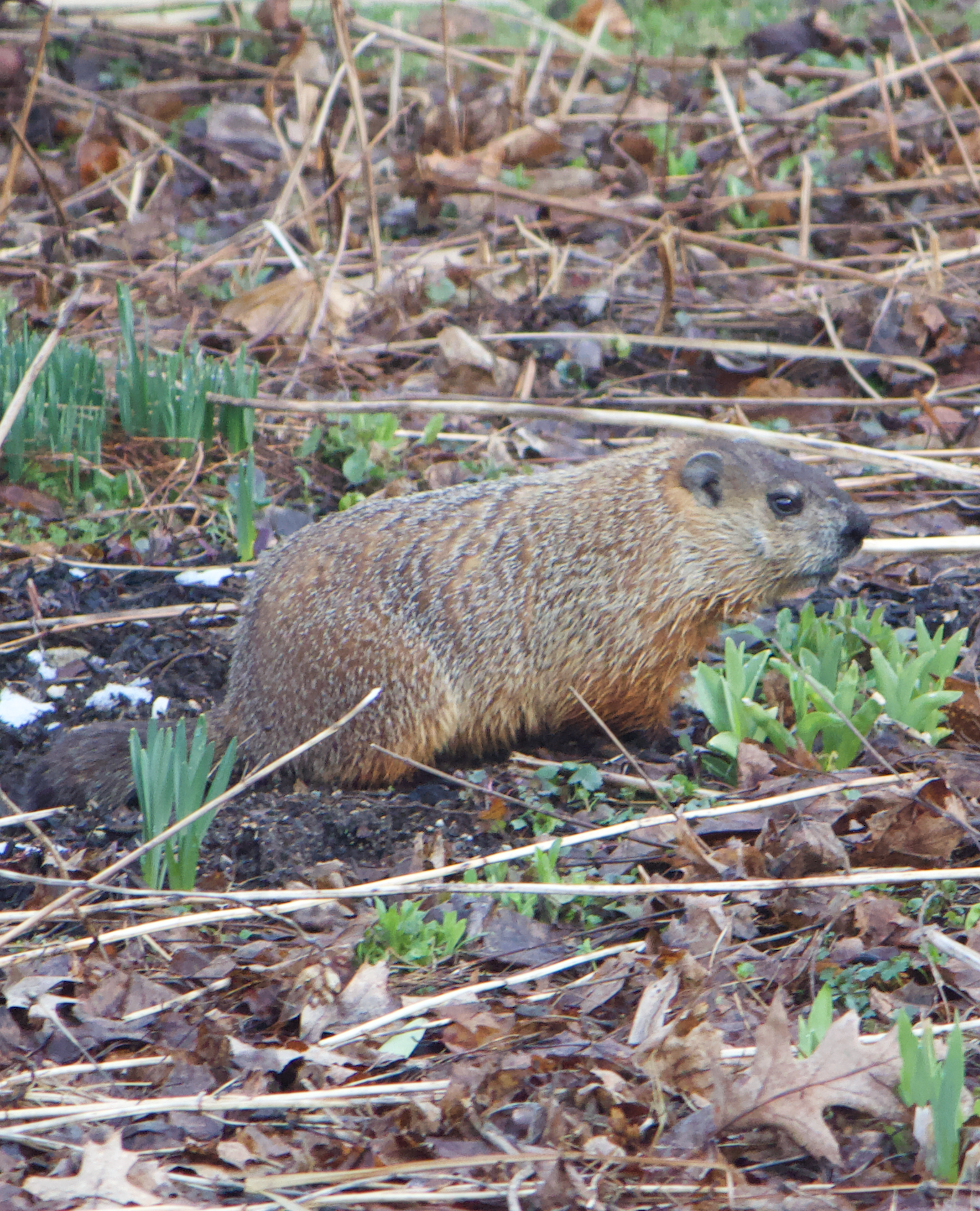 680x840 woodchuck 4.67.26