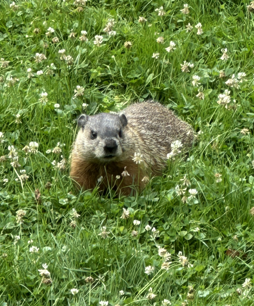 680x840 woodchuck